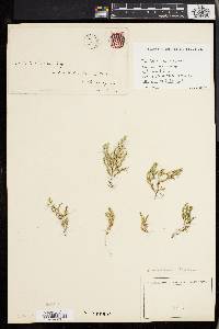 Selaginella wallacei image