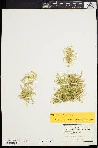 Selaginella weatherbiana image