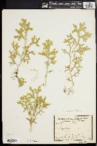 Selaginella weatherbiana image