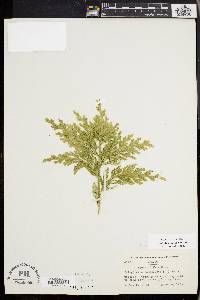 Selaginella polyptera image