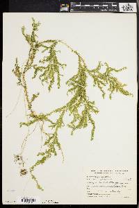 Selaginella galeottii image