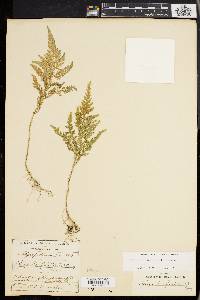 Selaginella hoffmannii image