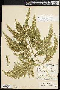 Selaginella oaxacana image