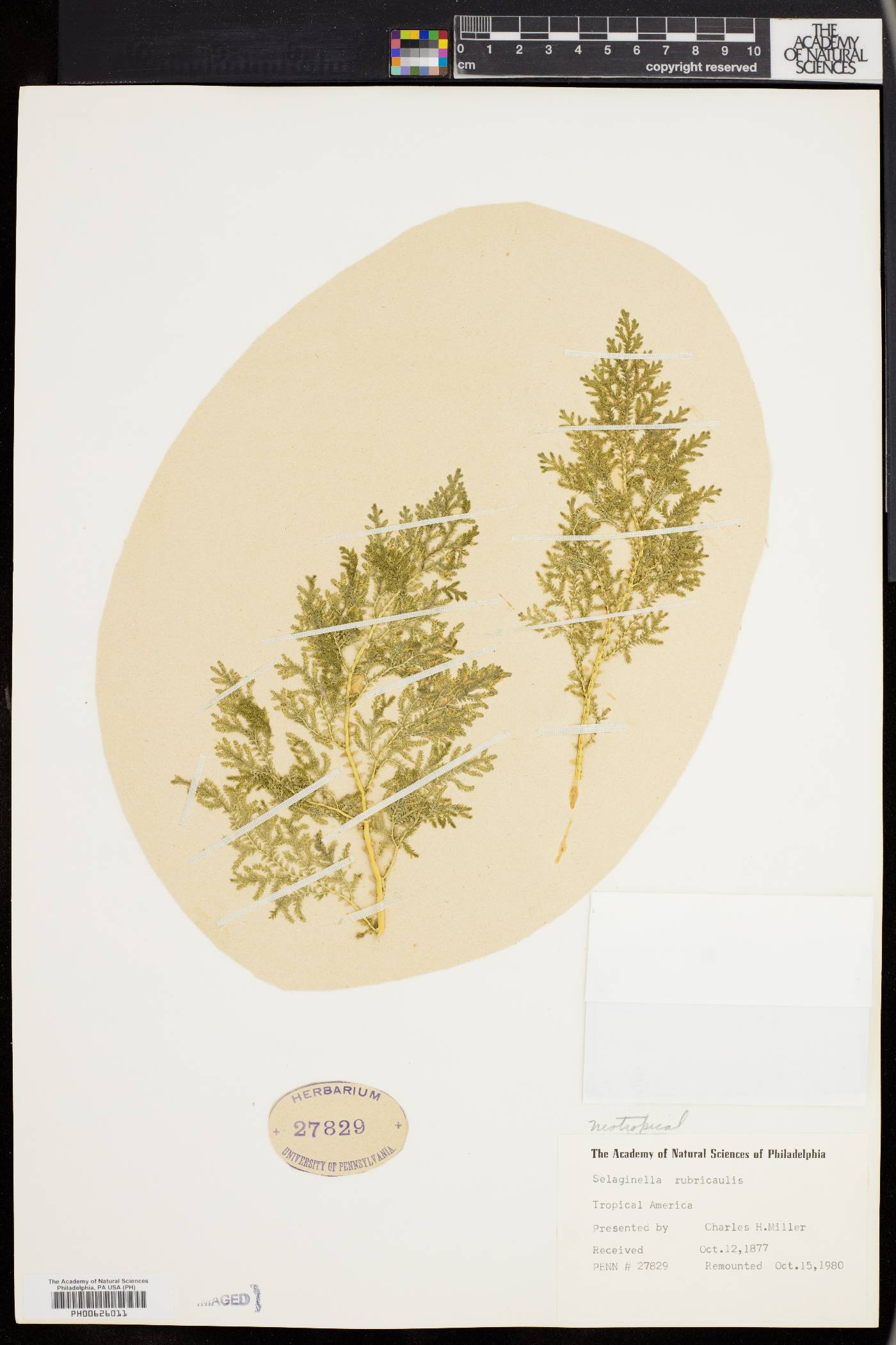 Selaginella molliceps image