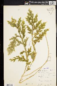 Image of Selaginella intermedia