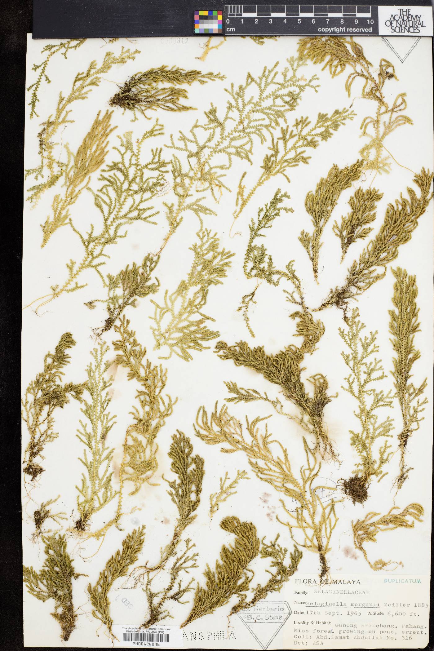 Selaginella morganii image