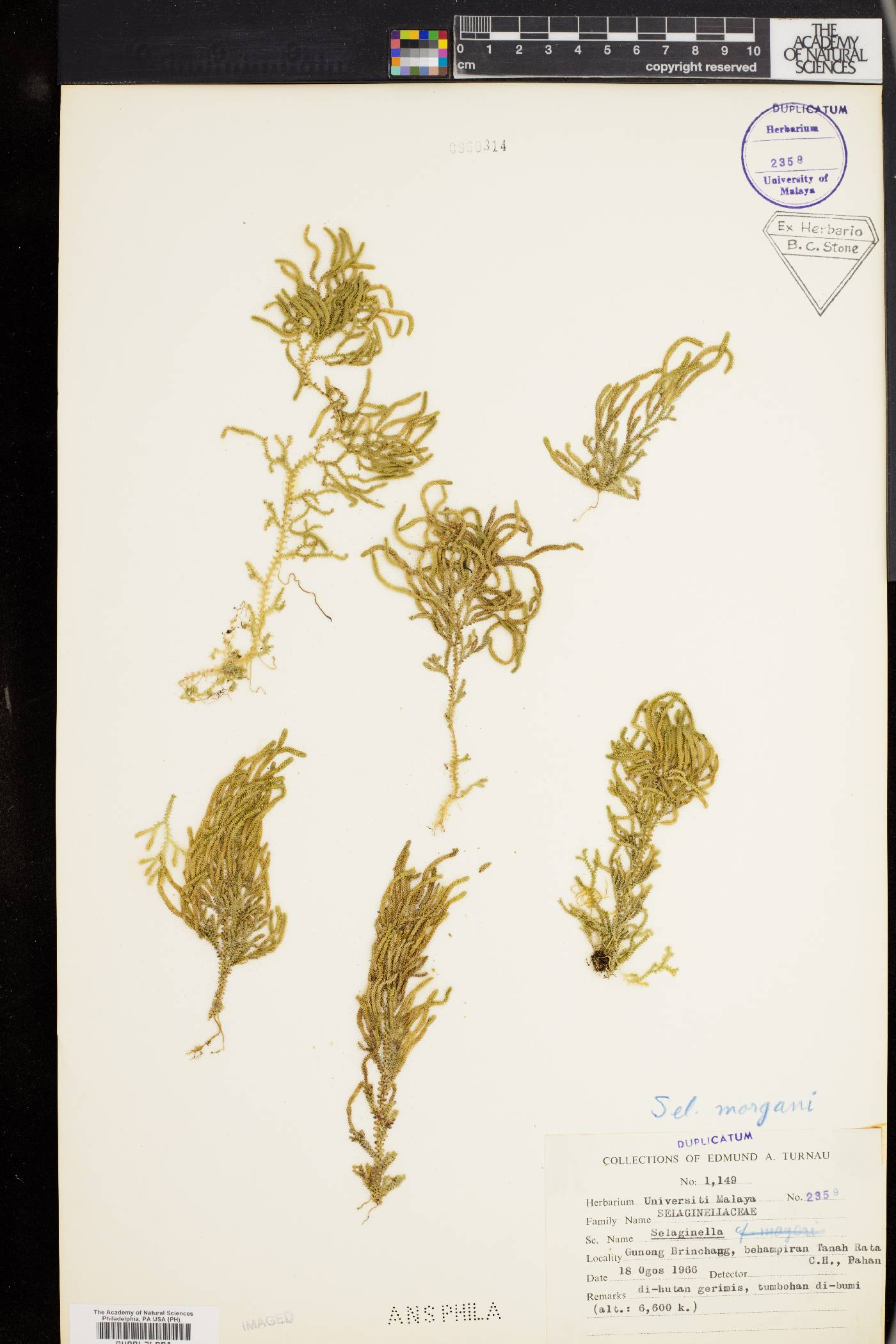 Selaginella morganii image