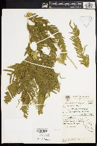 Selaginella wallichii image