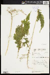 Selaginella wallichii image