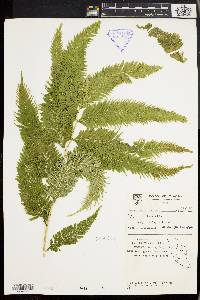 Selaginella wallichii image