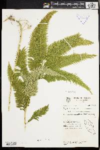 Selaginella wallichii image