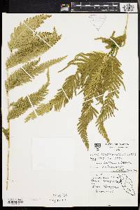 Selaginella wallichii image