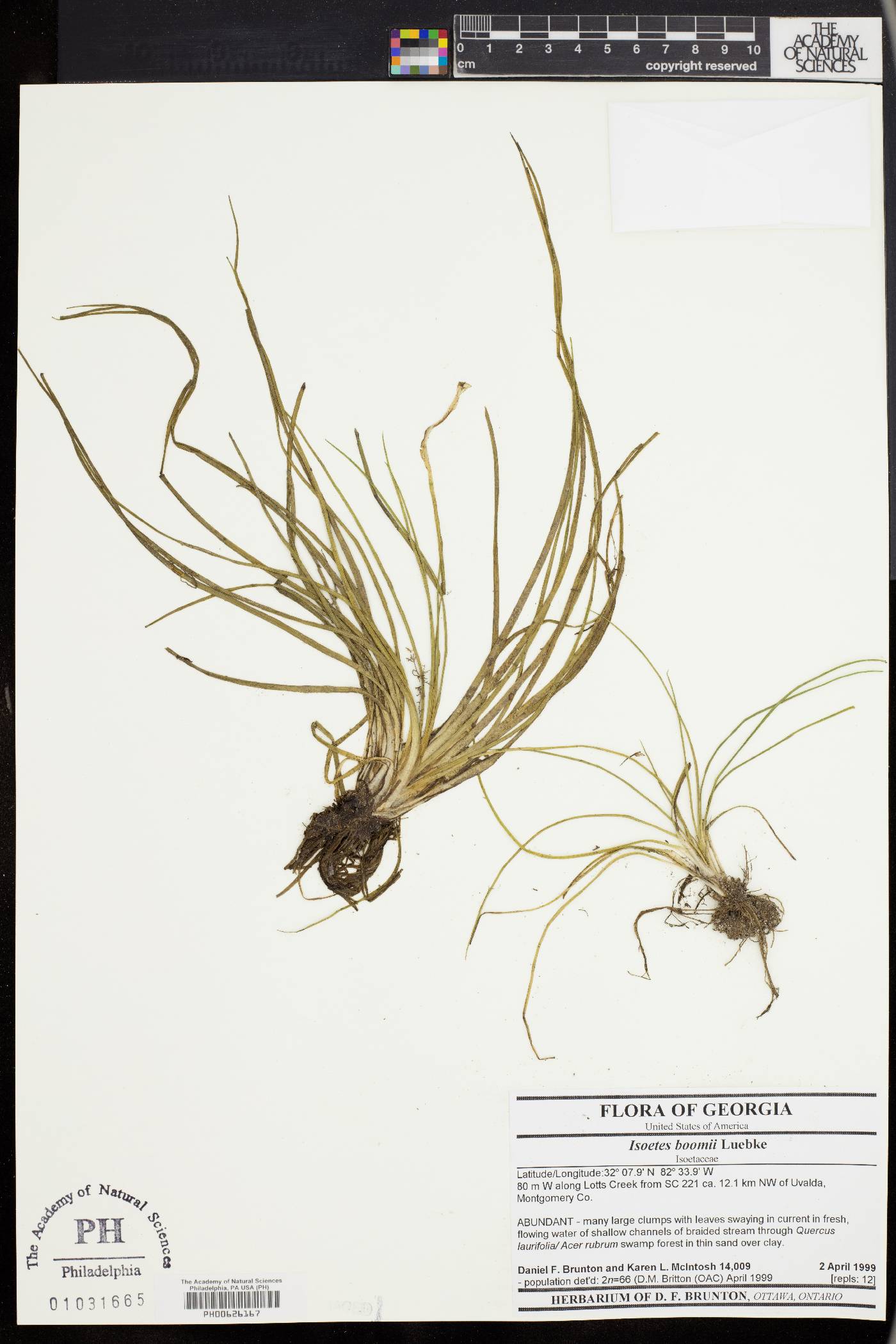 Isoëtes boomii image