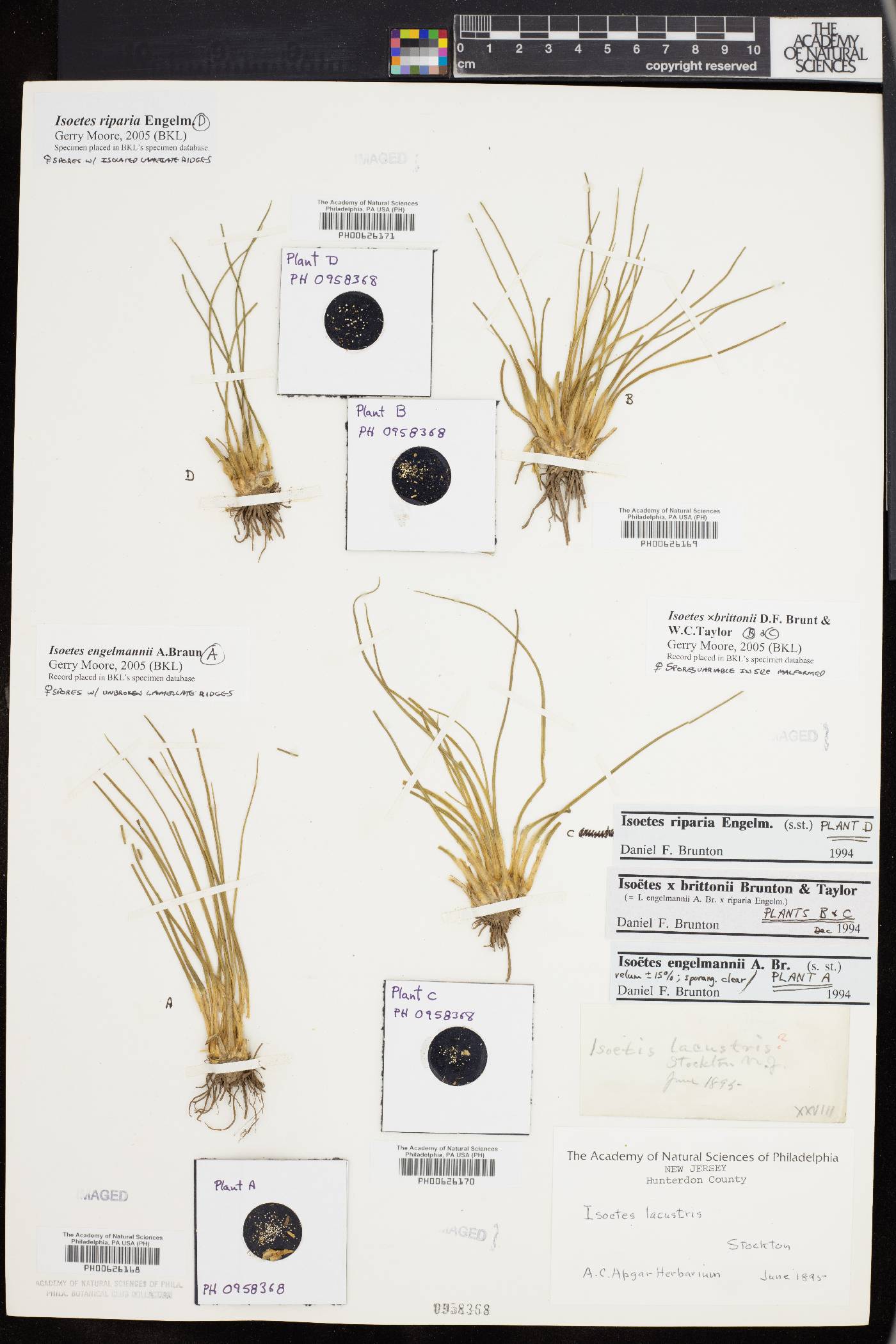 Isoetes x brittonii image