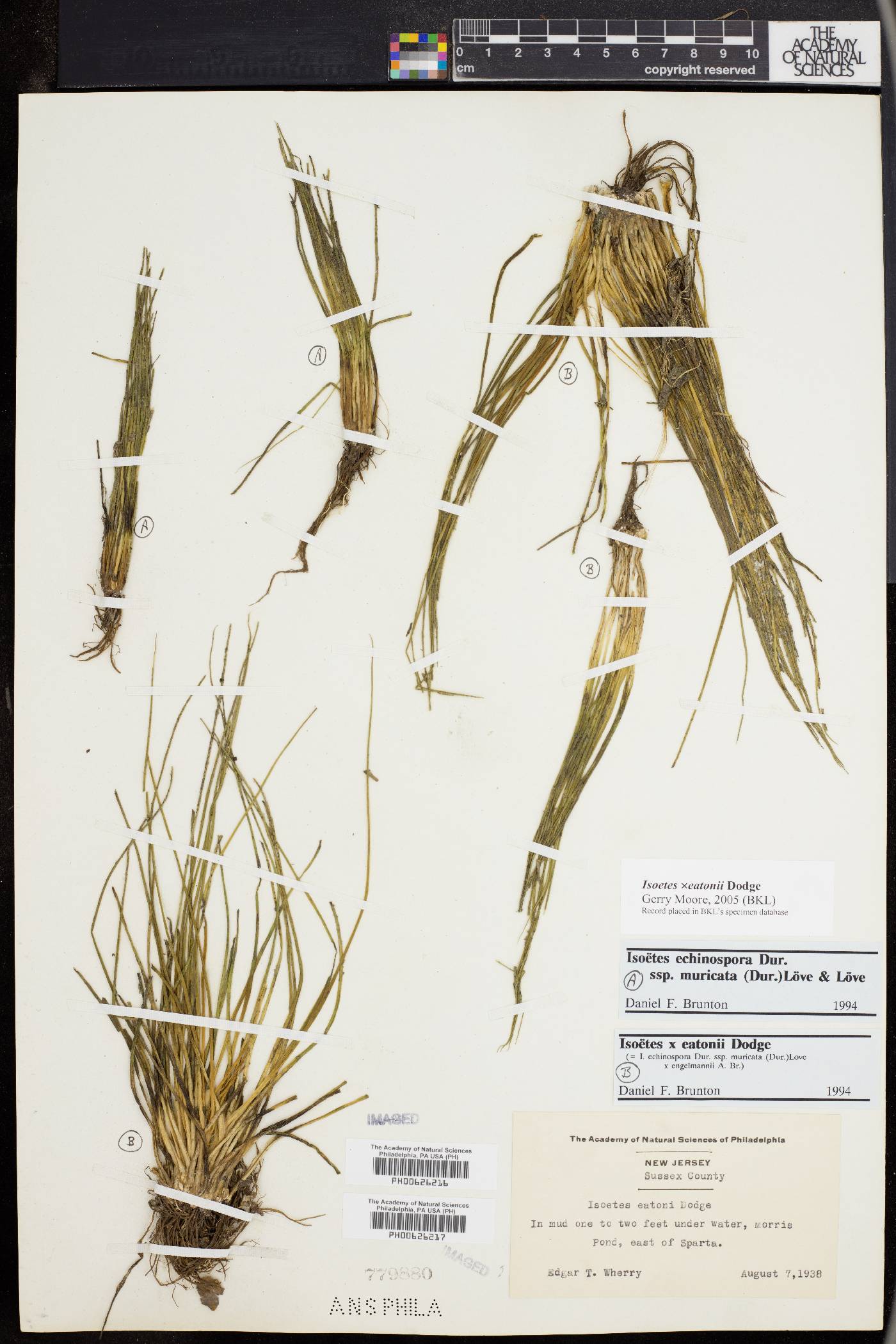 Isoëtes × eatonii image