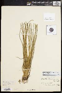 Isoëtes engelmannii image
