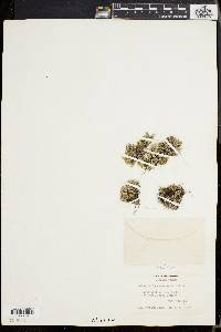 Bryodesma acanthonota image