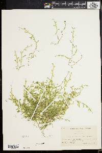 Selaginella apoda image