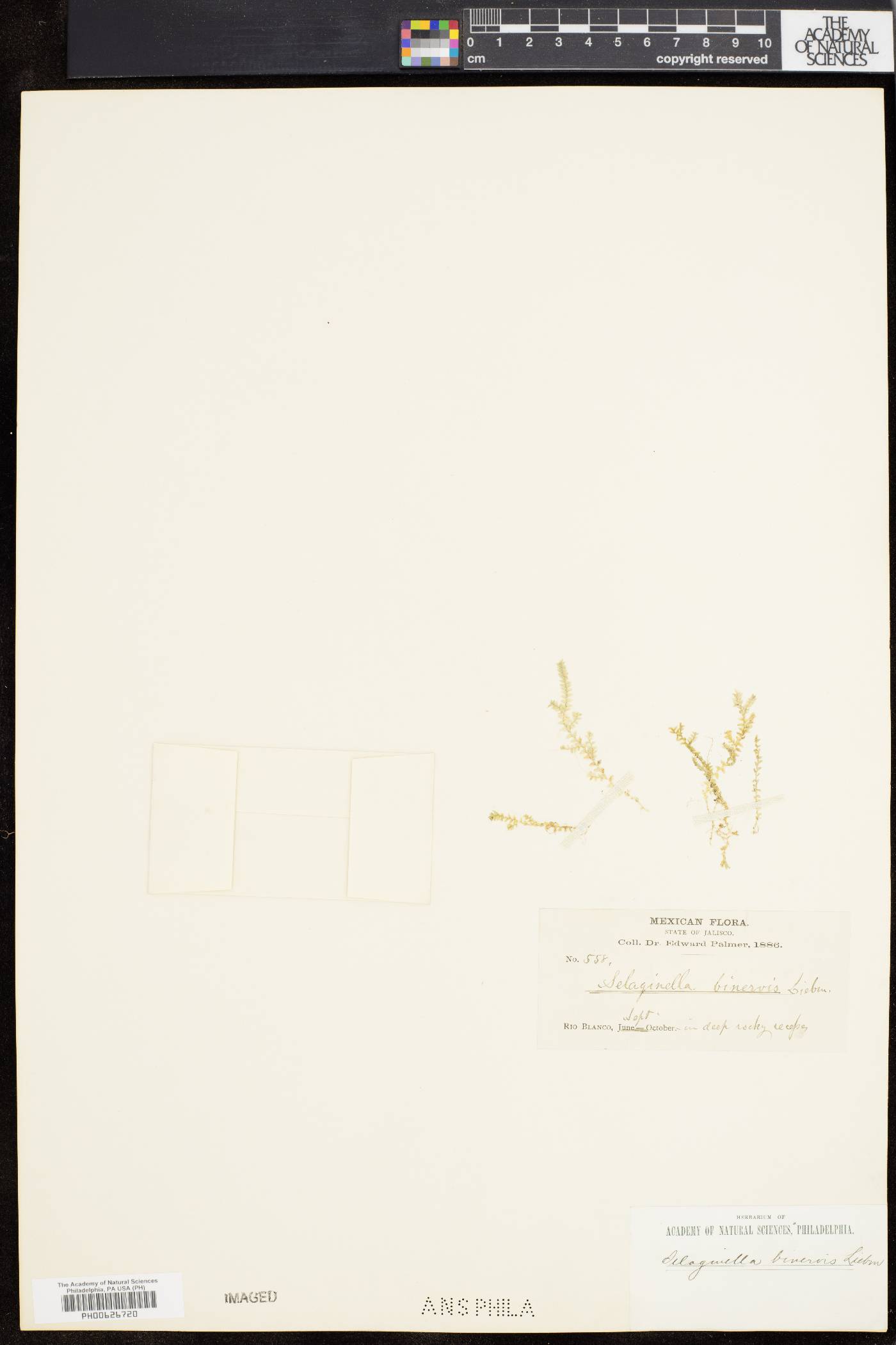 Selaginella binervis image