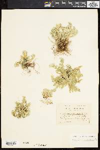 Selaginella cuspidata image