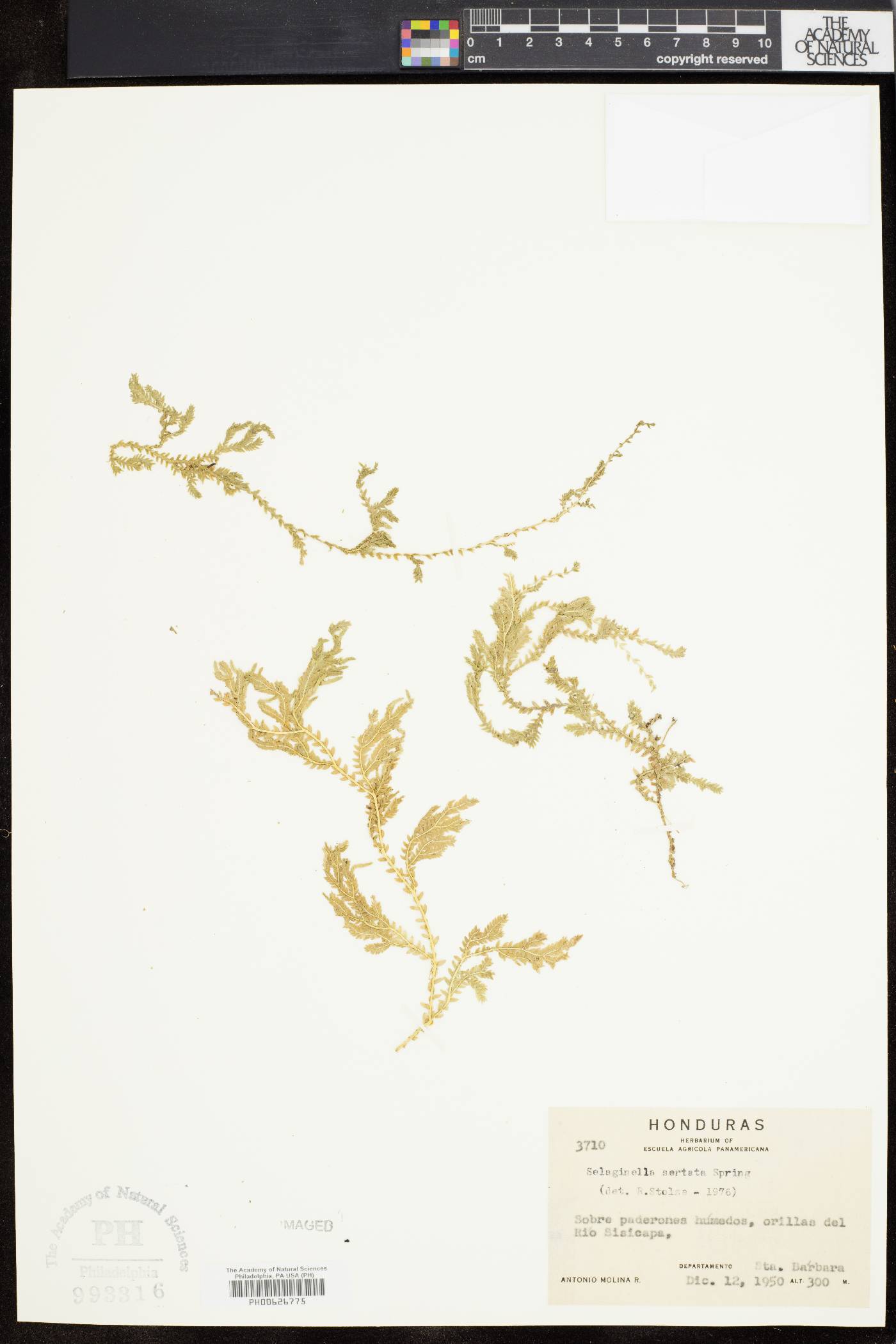 Selaginella sertata image