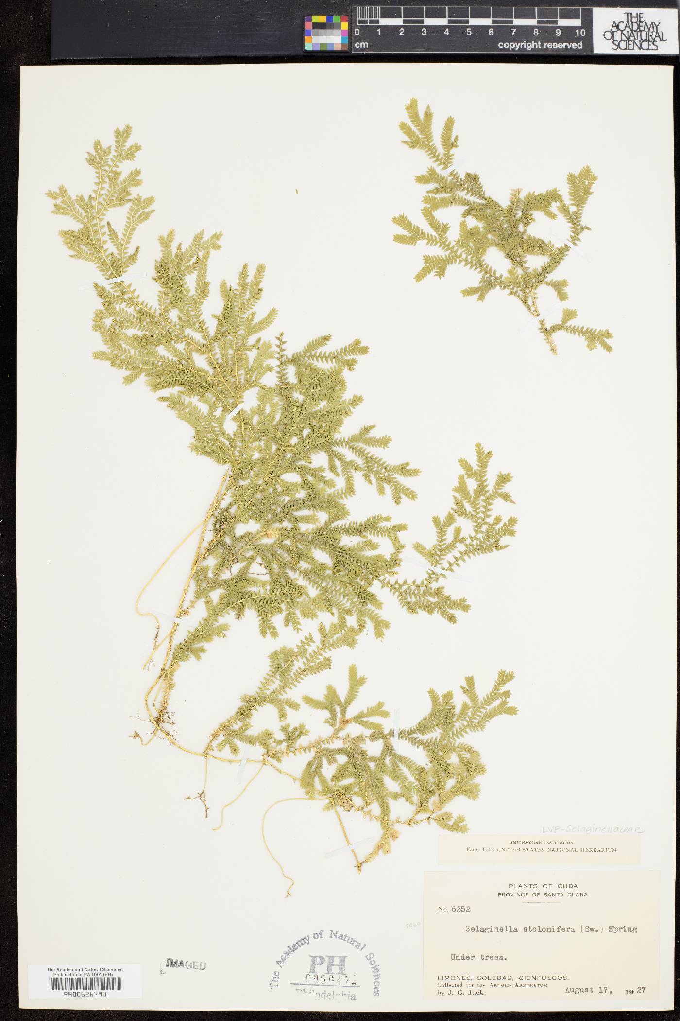 Selaginella stolonifera image