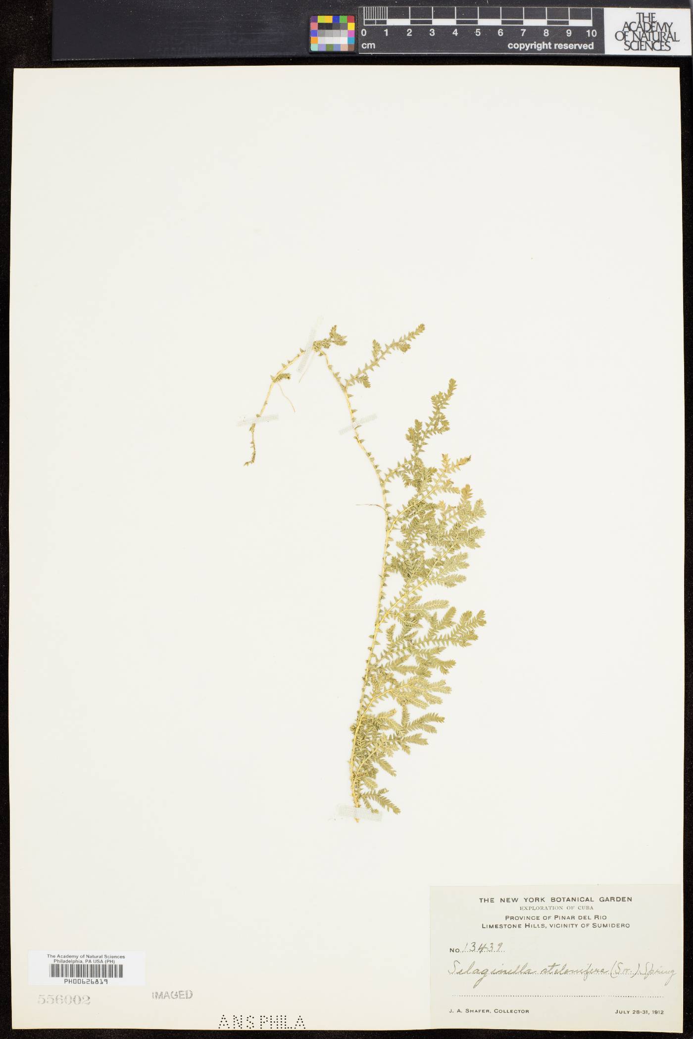 Selaginella stolonifera image