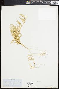 Selaginella stolonifera image