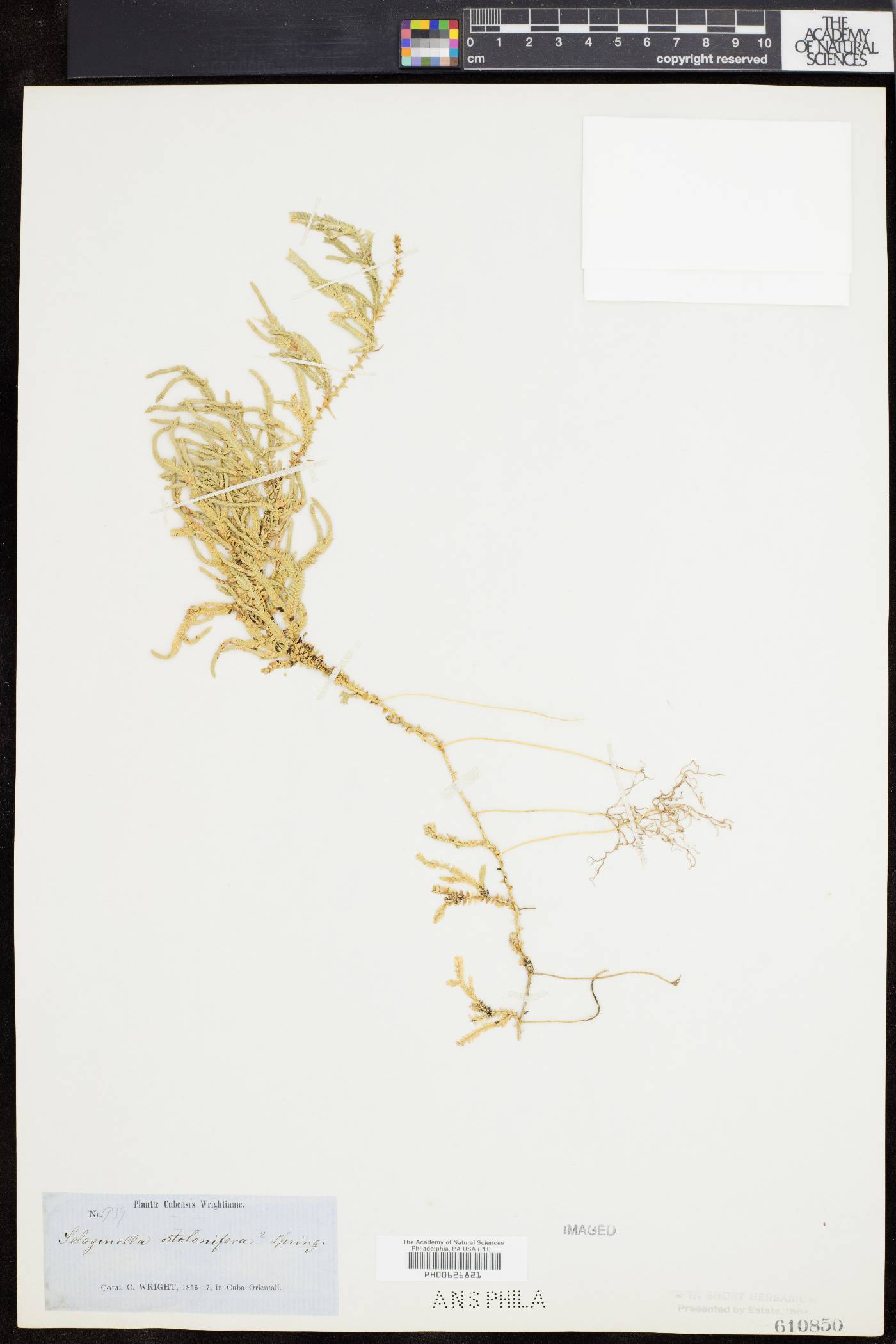 Selaginella stolonifera image