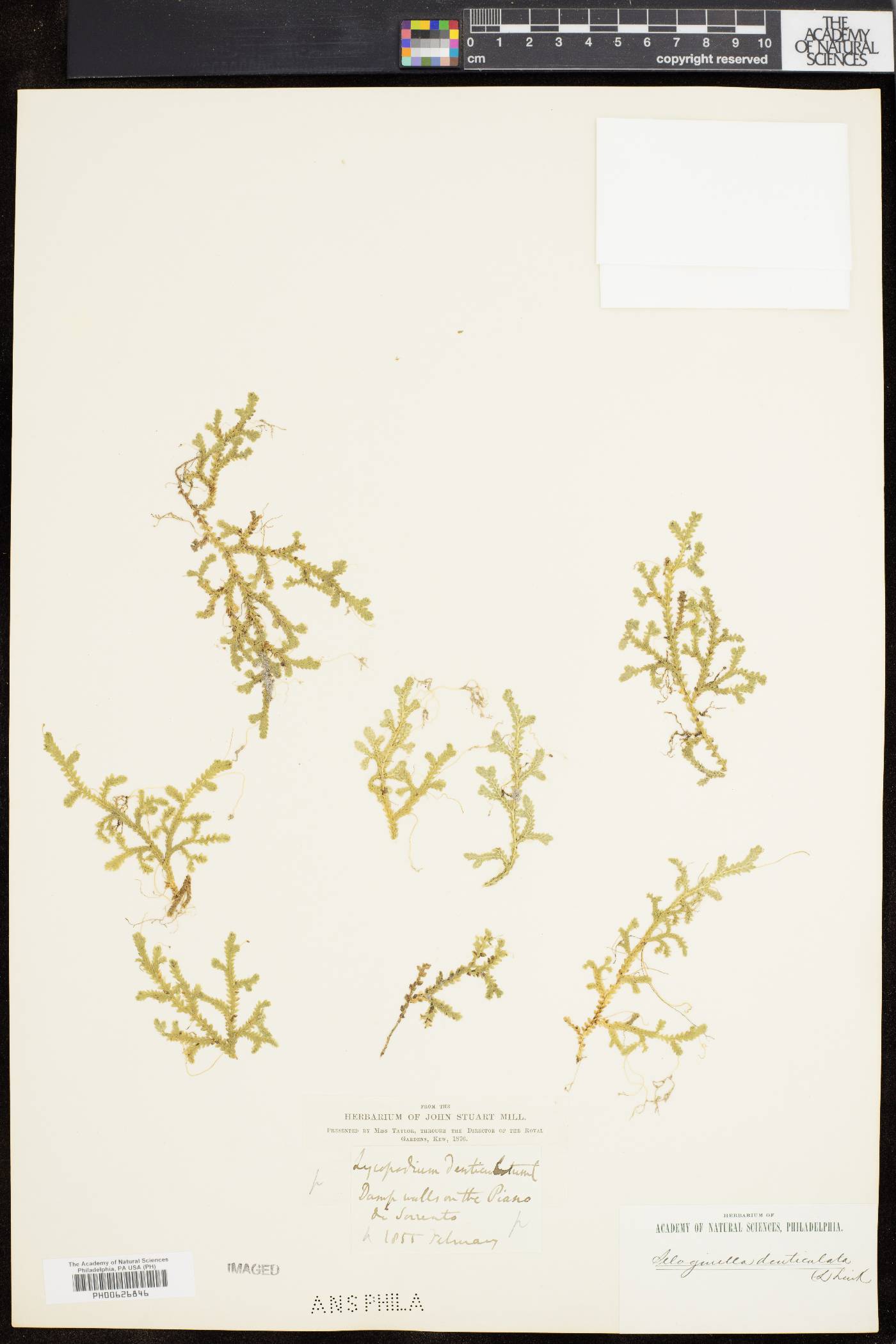 Selaginella cuspidata image