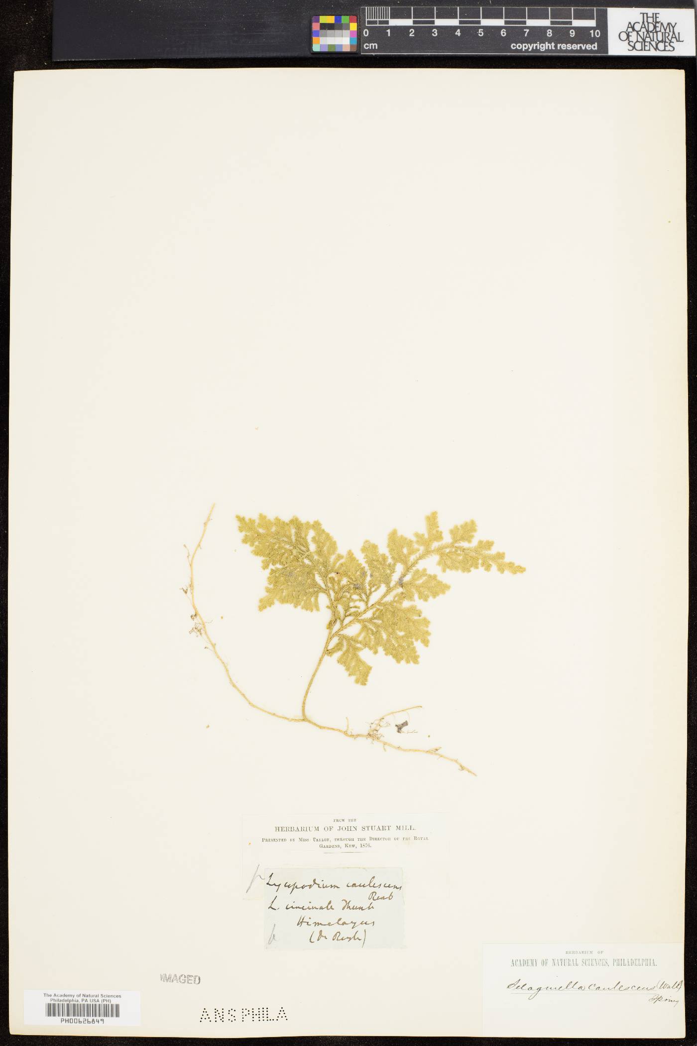 Selaginella cuspidata image