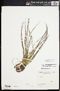 Isoëtes echinospora subsp. muricata image