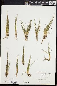 Isoëtes echinospora subsp. muricata image