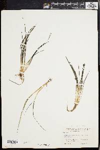 Isoëtes echinospora image