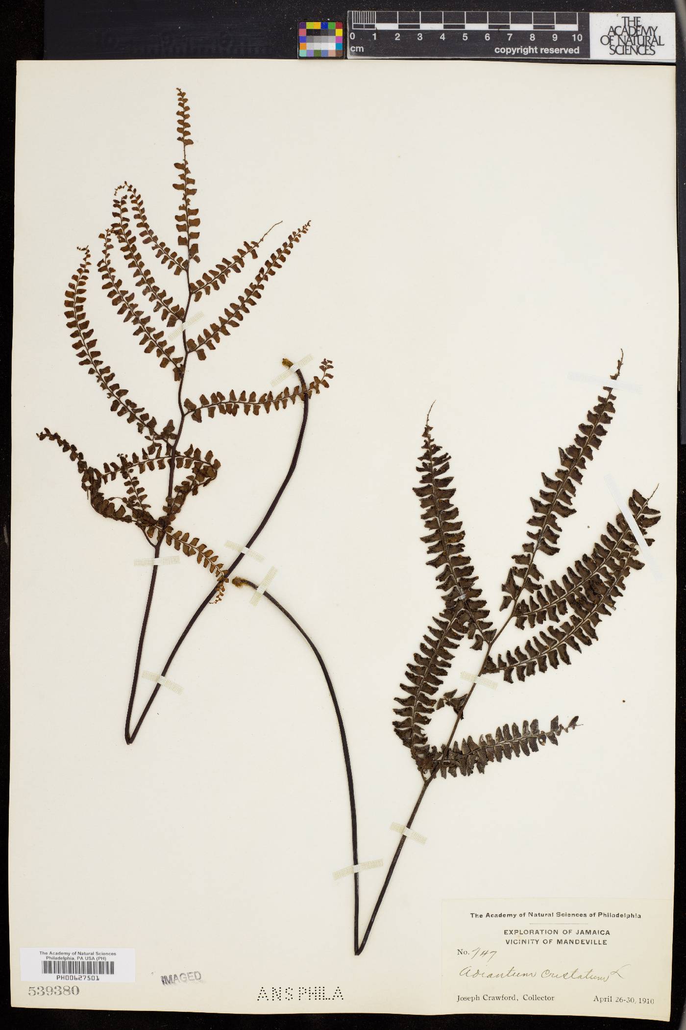 Adiantum cristatum image