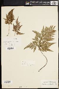 Asplenium adiantum-nigrum image