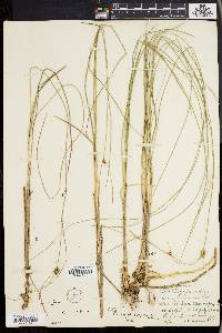 Carex oligosperma image