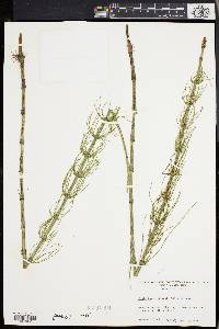 Equisetum × litorale image