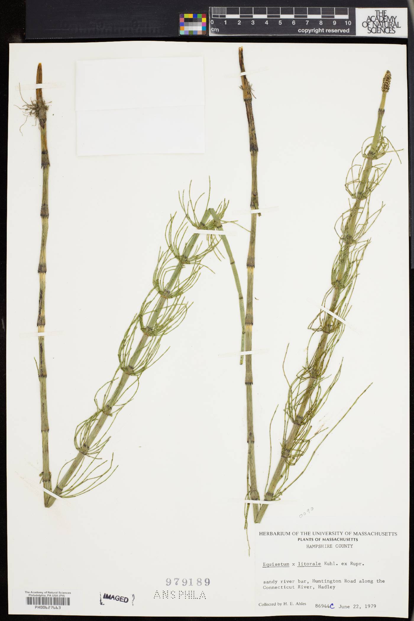 Equisetum × litorale image