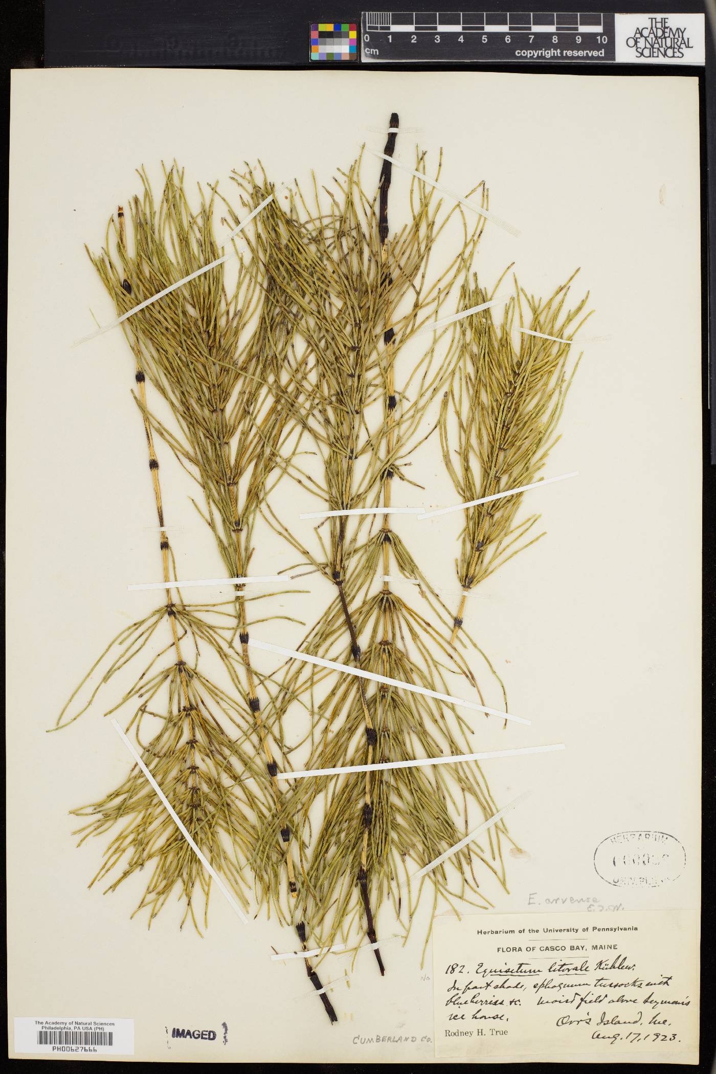 Equisetum × litorale image