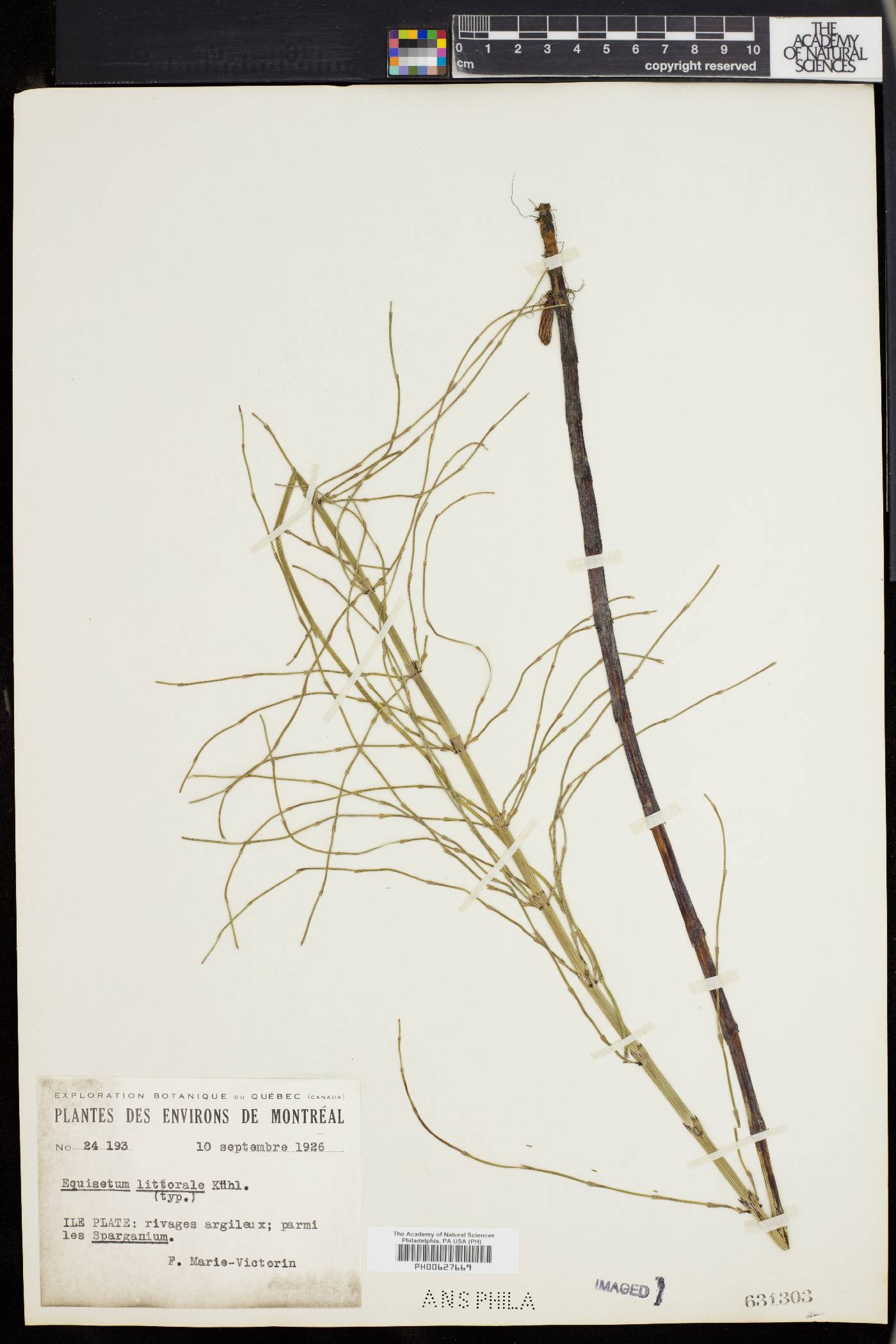 Equisetum × litorale image