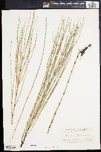 Equisetum palustre image