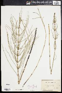 Equisetum palustre image