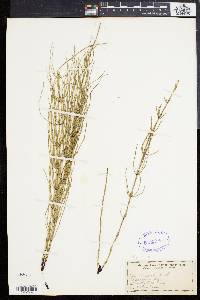 Equisetum palustre image