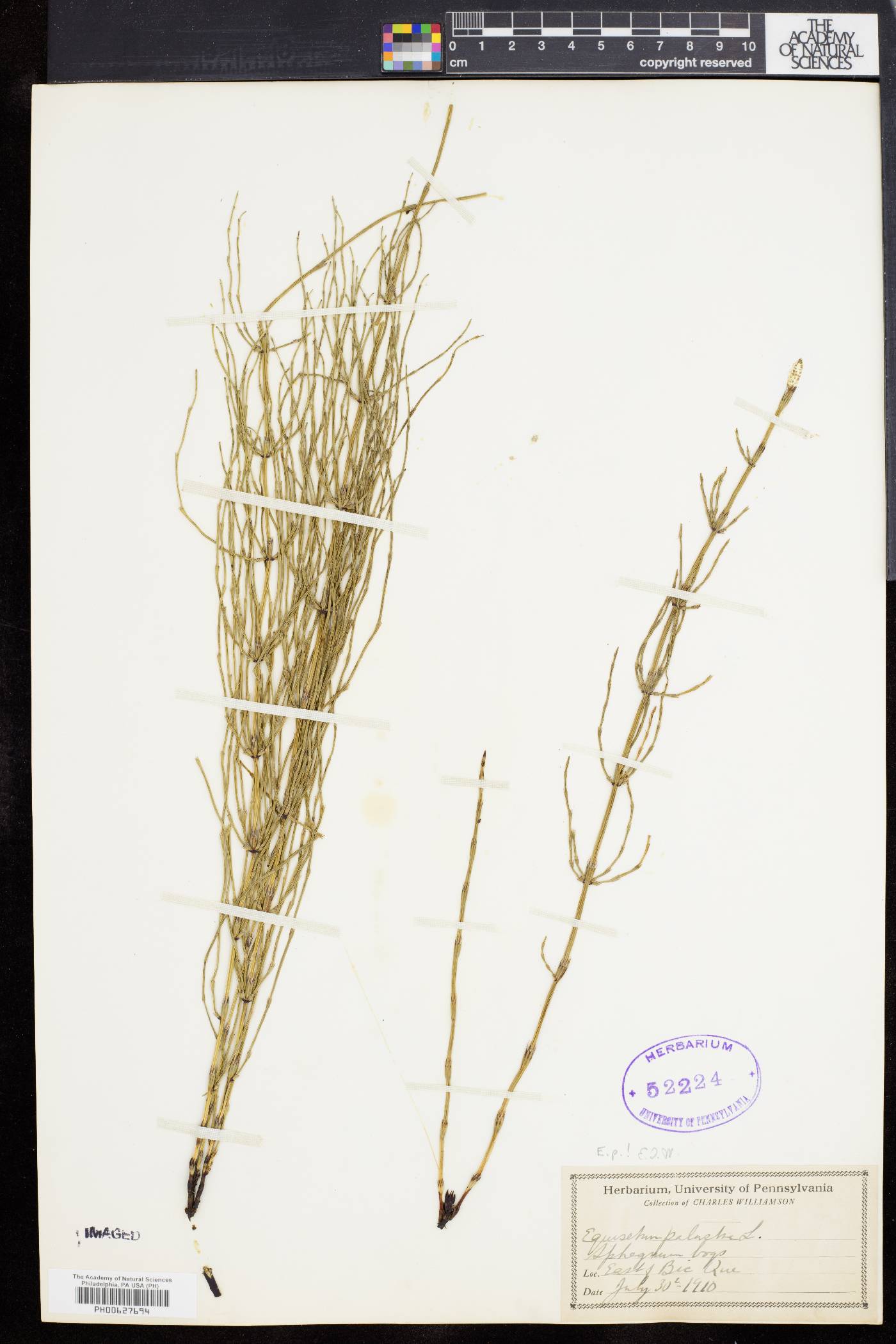 Equisetum palustre image