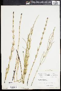 Equisetum palustre image