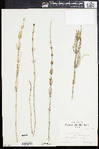 Equisetum palustre image