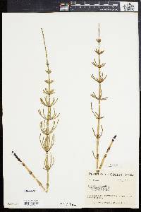 Equisetum palustre image