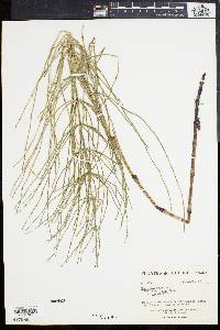 Equisetum palustre image