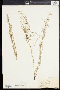 Equisetum palustre image